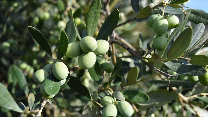 El árbol de olivo que produce hasta 19 tipos de aceite de oliva virgen extra